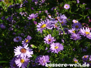 Herbstastern