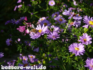 Herbstastern mit Biene