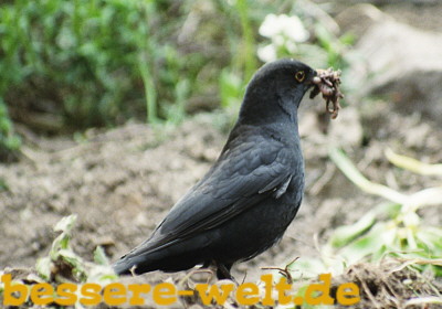 Amsel