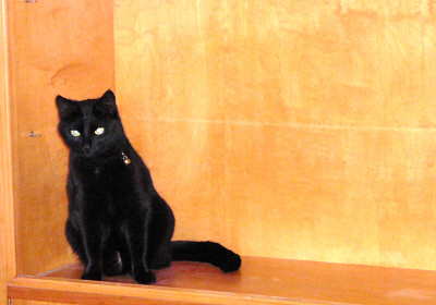 Empörte Katze