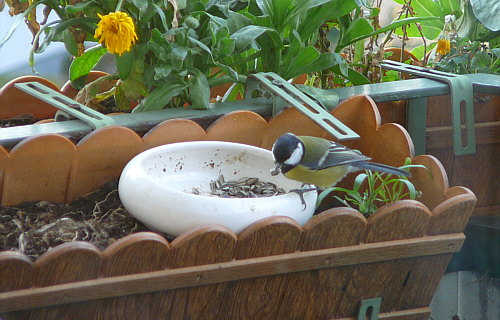 Meise mit Sonnenblumenkern