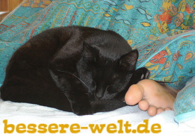 Kuschelkatze