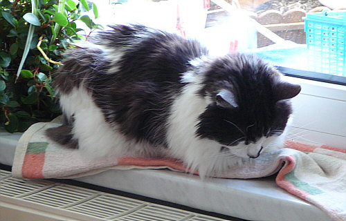 Katze am Fenster