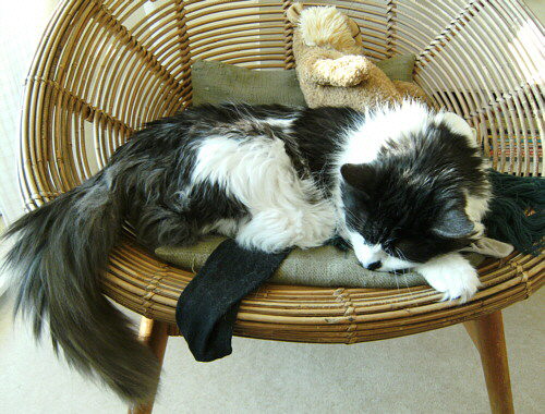 schlafender Kater auf dem Sessel