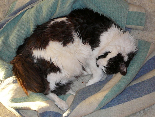 schlafender Kater auf dem Tepich