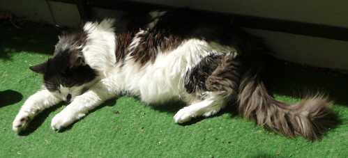 schlafender Kater auf dem Balkon