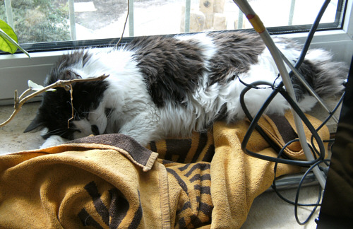 Katze am Fenster