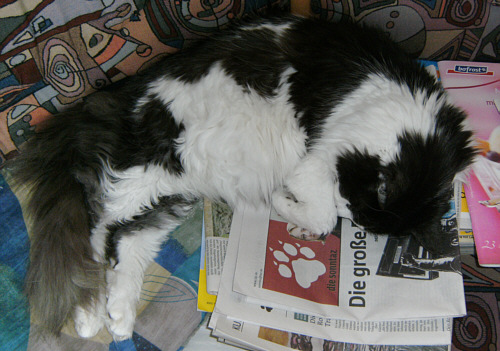 Katze auf der Zeitung