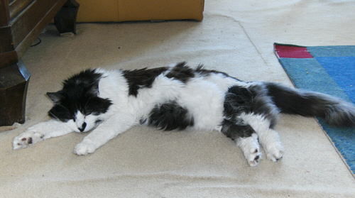 Katze im Weh