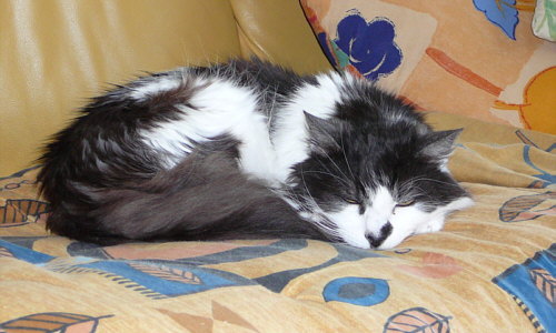 Wuschliger Kater