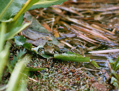 Frosch