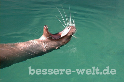 gelangweilter Seehund