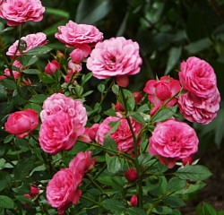 Rosen